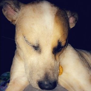 Meet your Posher, Rose